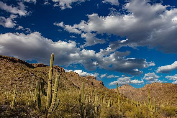 Haney, Chuck 아티스트의 Saguaro Cactus in the Santa Catalina Mountains in Coronado National Forest in Tucson-Arizona-USA작품입니다.